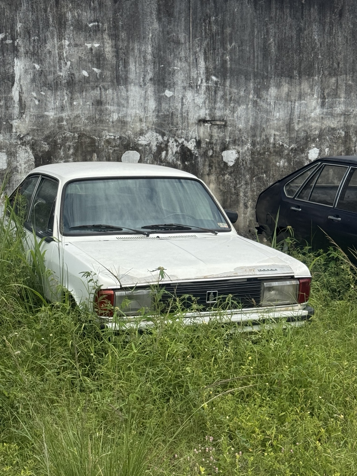 Dodge Polara branco, antes da restauração, junto a um muro e cercado de vegetação